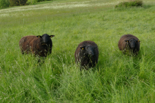 images/Unsere-Tiere/unsere 3 zuchtbocke 2022.png